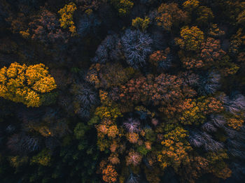 Aerial view of autumn trees in forest