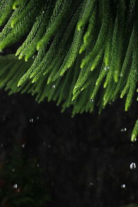 Close-up of wet leaves