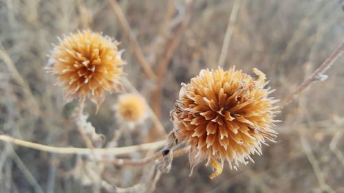 Close-up of thistle blooming outdoors