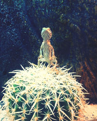 Close-up of cactus on tree