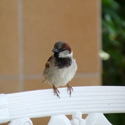 Close-up of bird perching outdoors