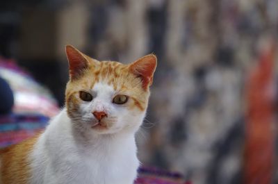 Close-up portrait of a cat looking away