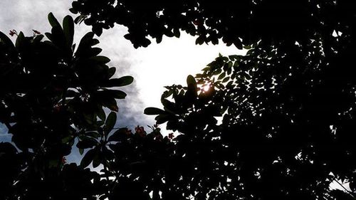 Low angle view of tree against sky