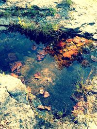 Reflection of trees in water