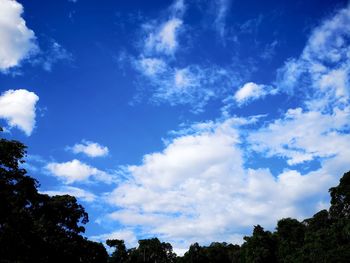 Low angle view of trees against blue sky