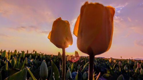 Close-up of flowers growing on field against sky during sunset