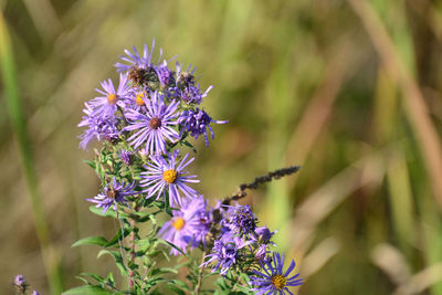 Close-up of purple flowers blooming outdoors