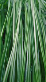 Full frame shot of palm leaf