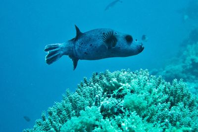 Fish swimming in sea. black spotted puffer in the coral reef in mnemba atoll, zanzibar, tanzania.