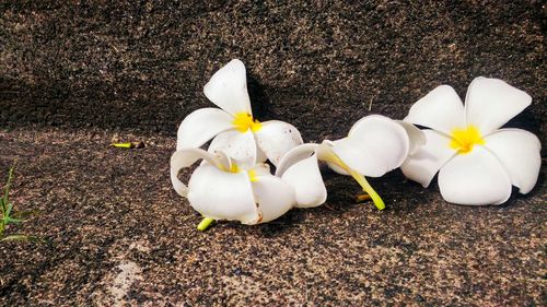 Close-up of white flowers