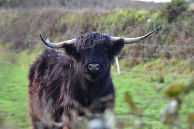 Close-up of cow standing on field