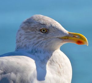 Profile view of seagull