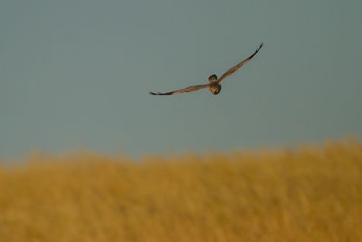 Bird flying in the sky