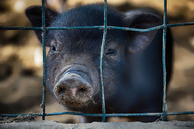 Close-up of a piglet 