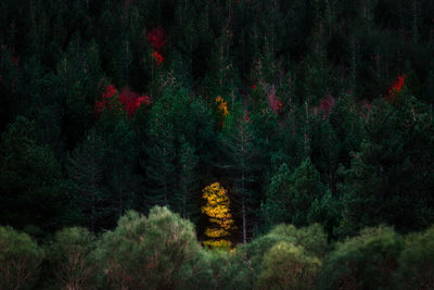 Pine trees in forest during autumn