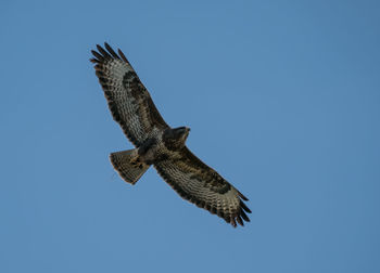 Low angle view of eagle flying against clear sky