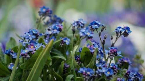 Forget- me- not flowers. vergiss mein nicht