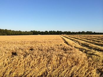 Scenic view of agricultural field against clear blue sky