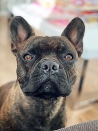 Portrait of dog at home