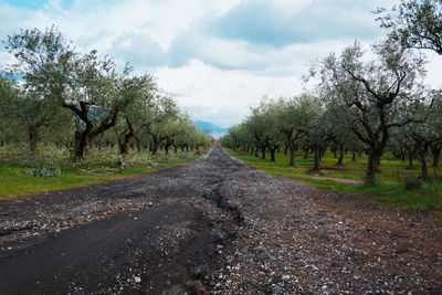 Road amidst trees on field against sky