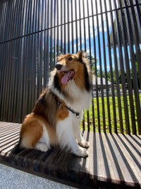 Dog looking away while sitting in cage