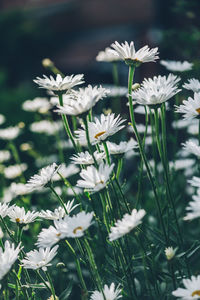 Beautiful white camomiles daisy flowers in garden or fields