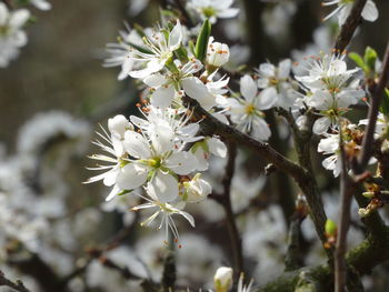 Close-up of white cherry blossoms in spring