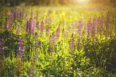 Close-up of purple flowering plants on field