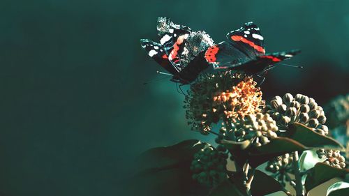 Close-up of housefly on flower