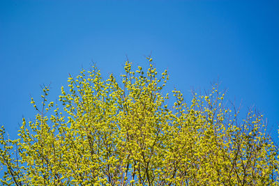 Low angle view of flowering plants against clear blue sky