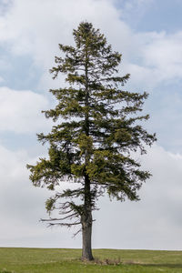 Tree on field against sky