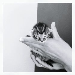 Close-up of hand feeding cat