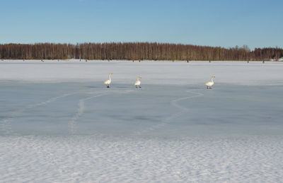 View of birds in winter