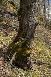 Close-up of tree trunk in forest