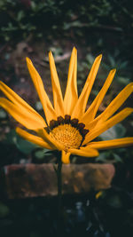 Close-up of yellow flower