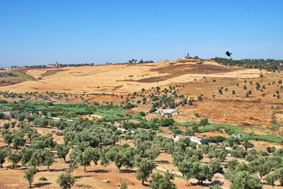 Olive plantations near fes in morocco - landscape in morocco