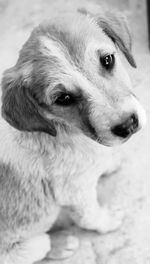 Close-up of dog looking away