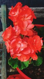 Close-up of red flowers