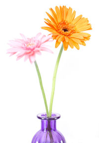 Close-up of flower over white background