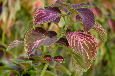 Close-up of purple flowering plant