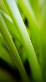 Close-up of green leaf