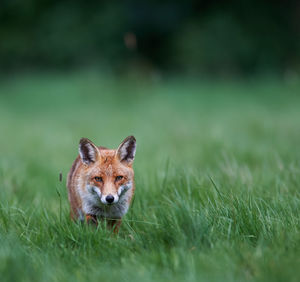 Portrait of red fox standing on grassy field