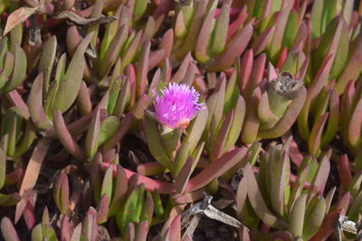 High angle view of purple flowering plants