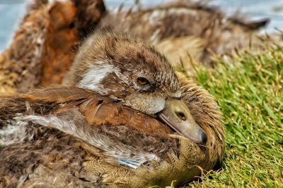 Close-up of a bird