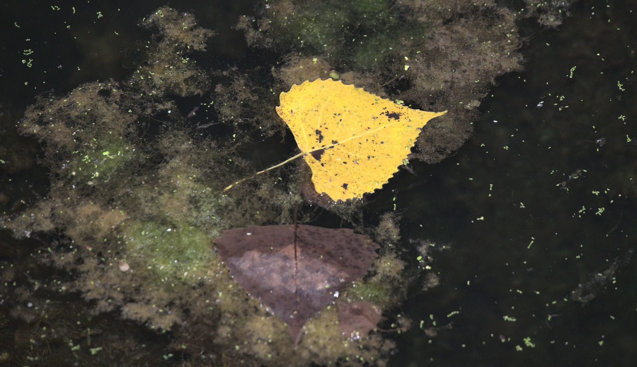 leaf, yellow, plant part, nature, no people, autumn, marine biology, water, outdoors, high angle view, day, close-up, wet, astronomical object, falling, plant, macro photography