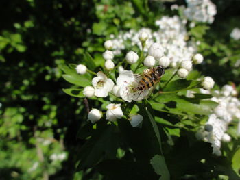 Close-up of bee pollinating on white flower