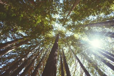 Low angle view of trees against sky