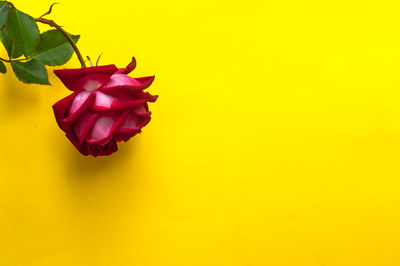 Close-up of pink rose flower against yellow background