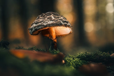 Close-up of mushroom growing in forest