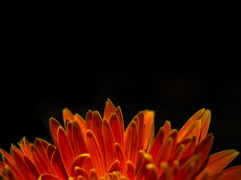 Close-up of orange flower blooming against black background